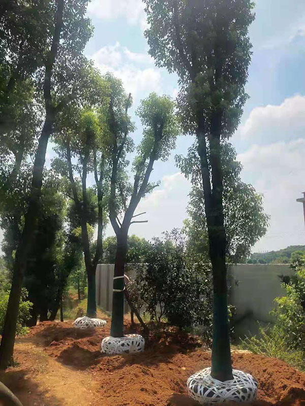 25公分工程骨架香樟树